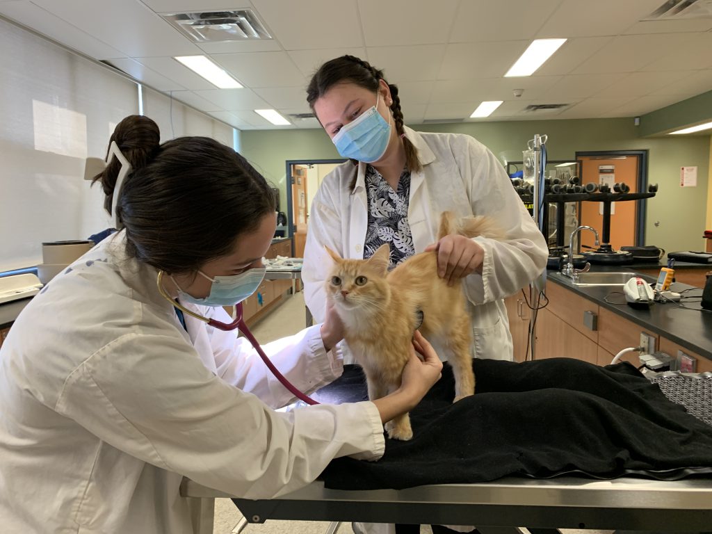 vet sciences students working with a cat at Northern College