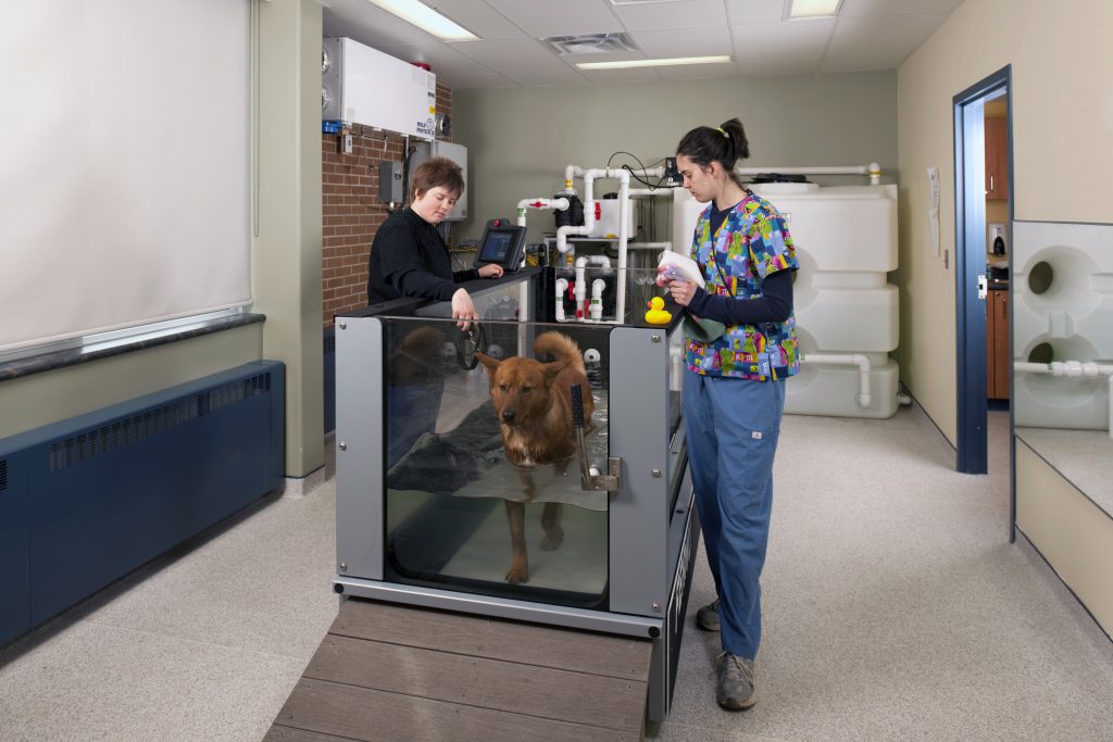 Companion Animal Rehabilitation 2010 aqua therapy at Northern College