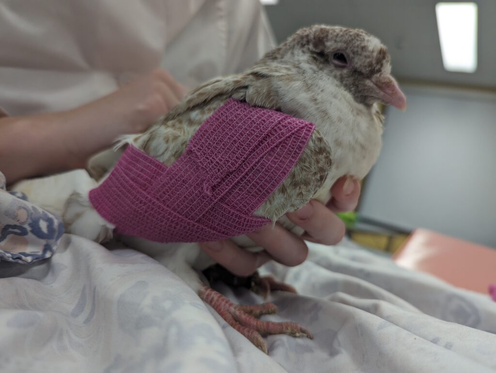 Wildlife Rehabilitation Program at Northern College - Student holding a bird with a bandaged wing