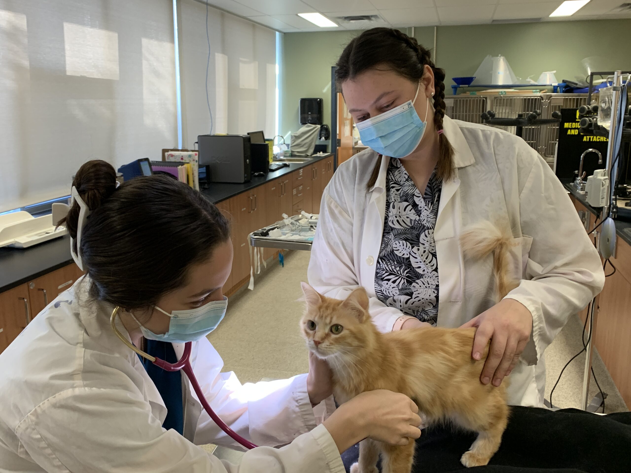 Vet Tech students at Northern College with a kitten