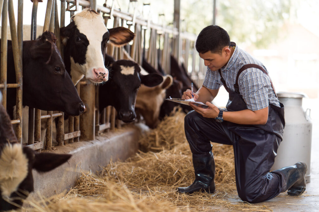 Vet tech from Northern College working with cattle on farm
