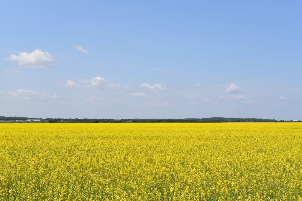 Bright yellow Canola Oil crop field