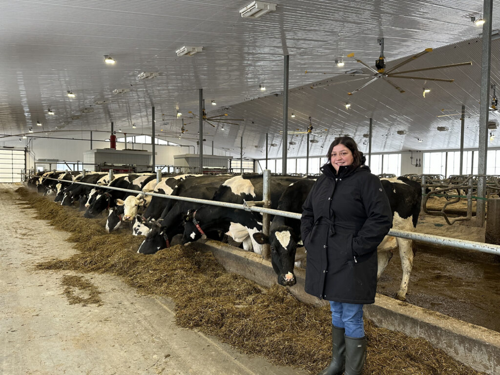 Northern College student in Large Animal Tech at a cattle barn