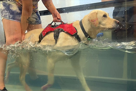 Companion Animal program at Northern College